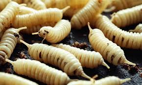 Maggots Spiritual Meaning: Transformation & Renewal