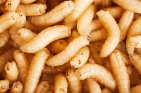 Maggots Spiritual Meaning: Transformation & Renewal