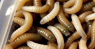 Maggots Spiritual Meaning: Transformation & Renewal