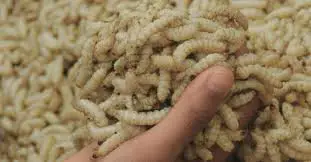 Maggots Spiritual Meaning: Transformation & Renewal
