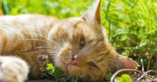 Orange Tabby Cat Spiritual Meaning & Symbolism in 2025