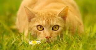 Orange Tabby Cat Spiritual Meaning & Symbolism in 2025
