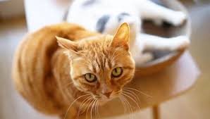 Orange Tabby Cat Spiritual Meaning & Symbolism in 2025