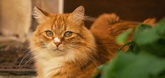 Orange Tabby Cat Spiritual Meaning & Symbolism in 2025