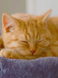 Orange Tabby Cat Spiritual Meaning & Symbolism in 2025