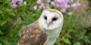 Owl Spiritual Meaning: Wisdom, Symbolism & Spirit Animal