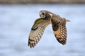 Owl Flying in Front of You Meaning