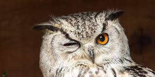 Owl Spiritual Meaning: Wisdom, Symbolism & Spirit Animal