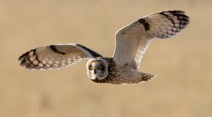 Owl Flying in Front of You Meaning