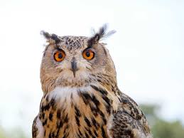 Owl Spiritual Meaning: Wisdom, Symbolism & Spirit Animal