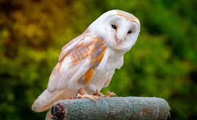Owl Spiritual Meaning: Wisdom, Symbolism & Spirit Animal