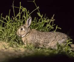 Seeing a Rabbit at Night Meaning – Spiritual & Cultural Insights