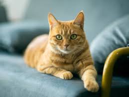 Orange Tabby Cat Spiritual Meaning & Symbolism in 2025