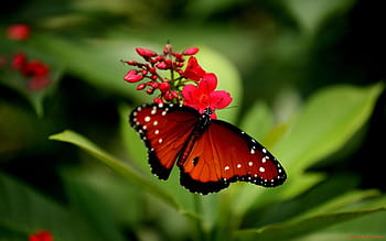Red Admiral Butterfly Meaning: Spiritual & Cultural Insight