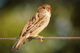 Sparrow Spiritual Meaning: Symbolism & Dreams in 2025