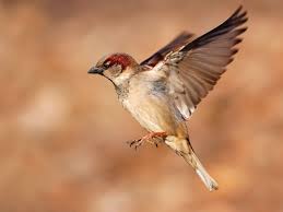 Sparrow Spiritual Meaning: Symbolism & Dreams in 2025