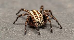 Baby Spider Spiritual Meaning: Signs of Growth & New Beginnings