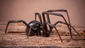 Baby Spider Spiritual Meaning: Signs of Growth & New Beginnings