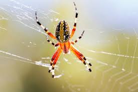 Baby Spider Spiritual Meaning: Signs of Growth & New Beginnings