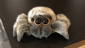 Spiritual Meaning of Spiders in House | Symbolism & Signs