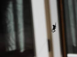 Spiritual Meaning of Spiders in House | Symbolism & Signs