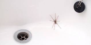 Spiritual Meaning of Spiders in House | Symbolism & Signs