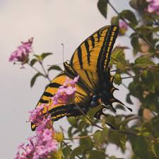 Tiger Swallowtail Butterfly Meaning: Spiritual & Symbolic Insights