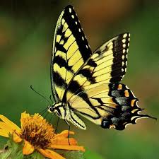Tiger Swallowtail Butterfly Meaning: Spiritual & Symbolic Insights