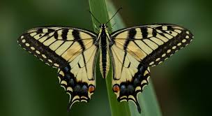 Tiger Swallowtail Butterfly Meaning: Spiritual & Symbolic Insights