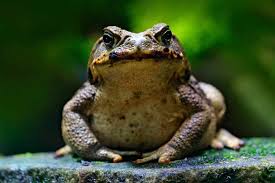 What Does a Toad Symbolize: Spiritual & Dream Meanings