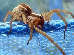 Spiritual Meaning of Wolf Spider | Symbolism & Messages