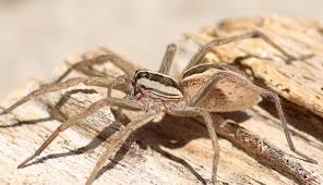 Spiritual Meaning of Wolf Spider | Symbolism & Messages