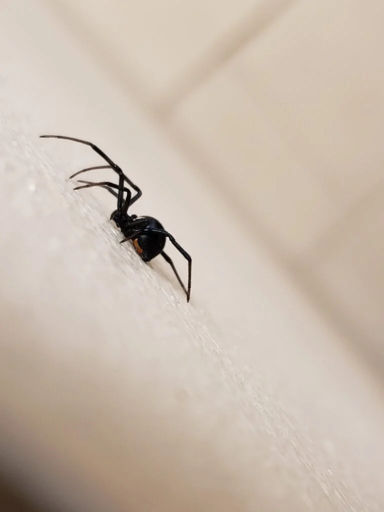 black spider spiritual meaning | symbolism & omens explained