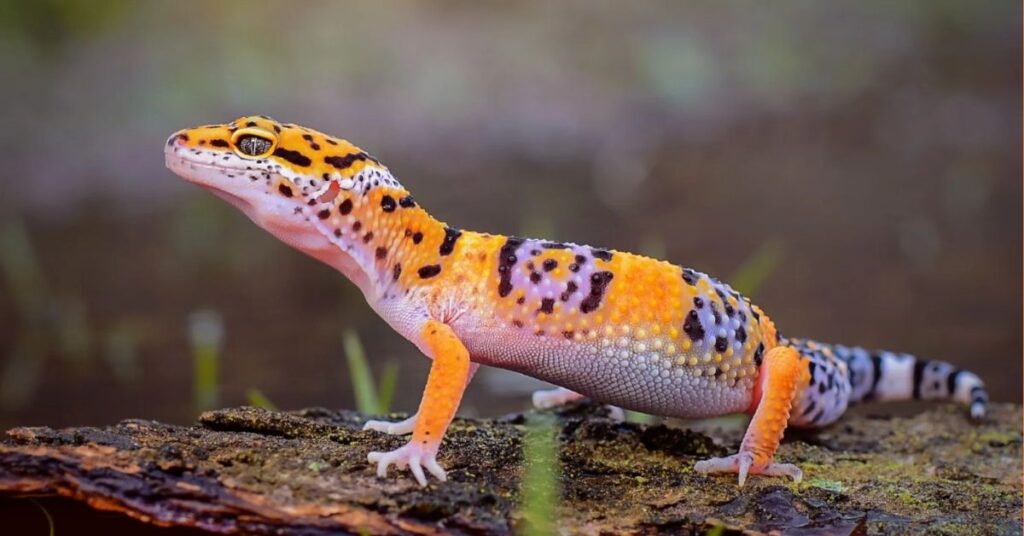 Gecko Spiritual Meaning – Symbolism & Spirit Animal Wisdom