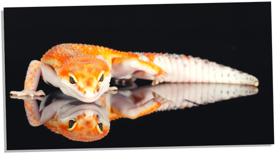 Gecko Spiritual Meaning – Symbolism & Spirit Animal Wisdom