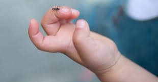 Ants Crawling on You – Spiritual Meaning & Symbolism in 2025