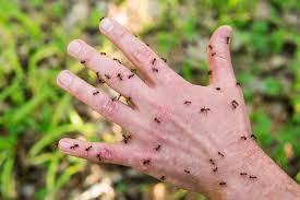 Ants Crawling on You – Spiritual Meaning & Symbolism in 2025