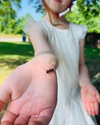 Ants Crawling on You – Spiritual Meaning & Symbolism in 2025