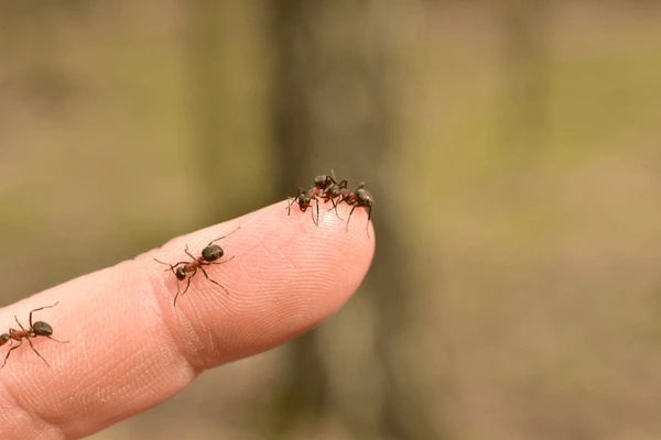 Ants Crawling on You – Spiritual Meaning & Symbolism in 2025