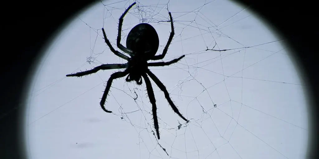black spider spiritual meaning | symbolism & omens explained