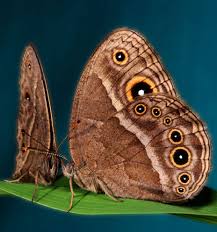 Brown Butterfly Impacts on Spiritual Life Messages in 2025