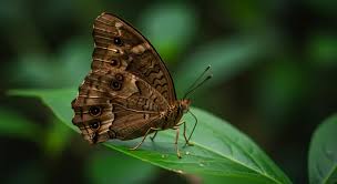 Brown Butterfly Impacts on Spiritual Life Messages in 2025