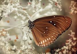 Brown Butterfly Impacts on Spiritual Life Messages in 2025