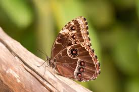 Brown Butterfly Impacts on Spiritual Life Messages in 2025