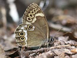 Brown Butterfly Impacts on Spiritual Life Messages in 2025