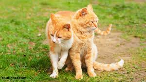 Orange Cat Symbolism:Spiritual and Mythical Insights in 2025