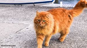 Orange Cat Symbolism:Spiritual and Mythical Insights in 2025