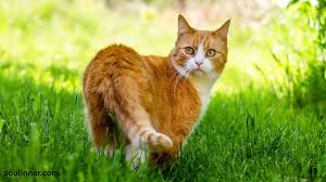 Orange Cat Symbolism:Spiritual and Mythical Insights in 2025