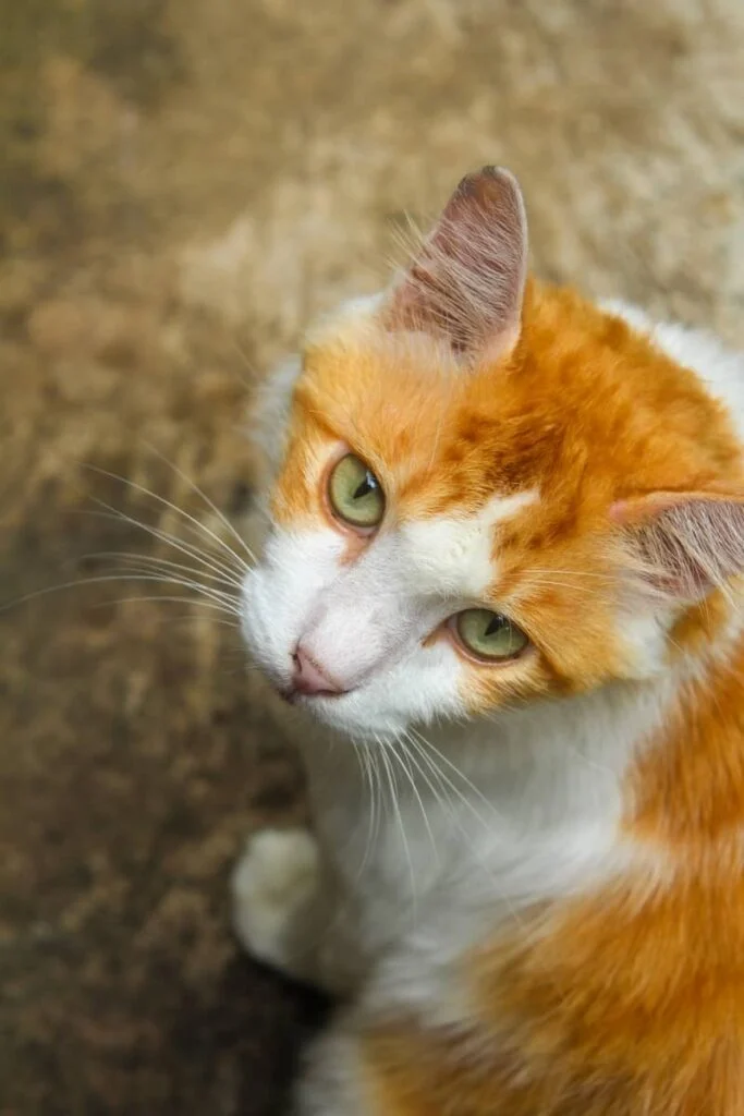 Orange Cat Symbolism:Spiritual and Mythical Insights in 2025