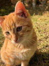 Orange Cat Symbolism:Spiritual and Mythical Insights in 2025
